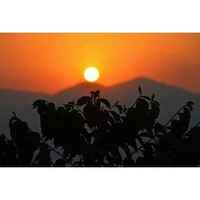 Uganda - Wanale Single Origin Coffee Beans | Washed Process