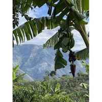 Colombia Edinson Argote Castillo Washed