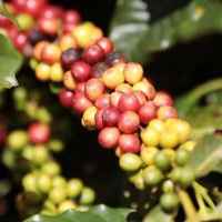 Brazil Castanas Single Origin Coffee Beans | Natural Process