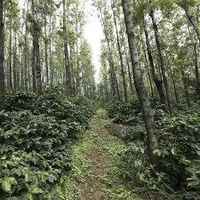 India Ratnagiri Honey Process