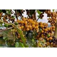 Fazenda Moinho Natural Arara