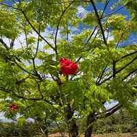Brazil Mata Abadia Natural