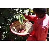 Ethiopia Guji (Light/Medium Roast)