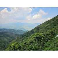 Colombia Albaney Fajardo Gesha