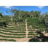 Honduras - Yolanda Urrea