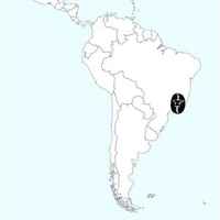 ANVIL Brazil Yellow Bourbon Natural Carbon Neutral