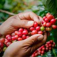 Peru Pichanaki SHB Fairtrade
