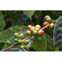 Colombian San Augustin