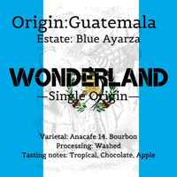 Guatemala Blue Ayarza