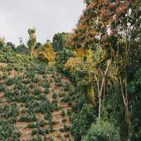 Finca Waliki