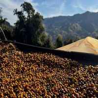 COCARIVE Baba's blend