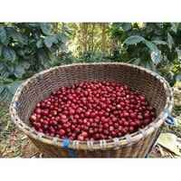 Brazil - Fazenda Paraiso