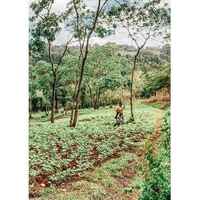 Tanzania - Ngila Estate