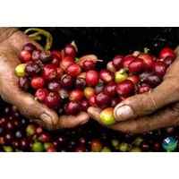 Costa Rica SHB (Medium Roast)