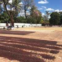 El Salvador Finca Bosque Lya Single Estate Coffee Beans | Washed Process
