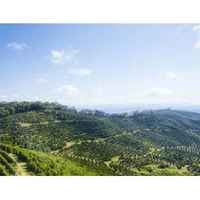Brazil Rei das Montanhas Mahogany Roast