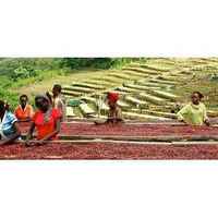 Washed Ethiopia