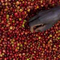 Burundi - Migoti Hill Lot 1