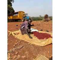 Southern Sudan - Excelsa Natural - Naturally Low Caffeine