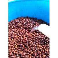 Nicaragua - Maceration for the Masses