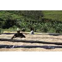 Rwanda Kinini AA