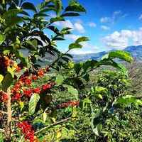 Guatemala Antigua