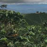 Colombia Dulima - Single Origin