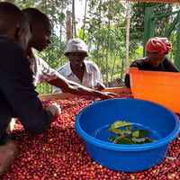 The Coffee Yard “SAWA”, Uganda