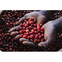 Rwanda Rwamatamu Peaberry