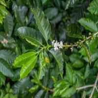 Costa Rica Aquiares Centroamericano Thermic