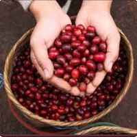 El Salvador Bourbon