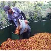 Costa Rica Finca Santa Elena Honey