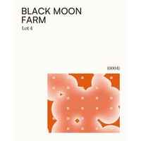 Black Moon Farm Gesha Washed Lot 4