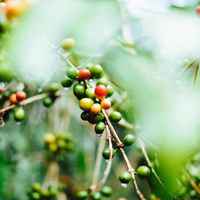 Dumerso (Microlot)