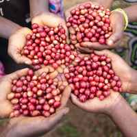 Burundi, Mutambu Hill Lot 31B: NEW