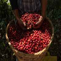 Finca Malacara A