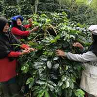 Sumatra Mandheling 100% Organic Fairtrade