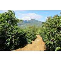 Costa Rican SHB EP