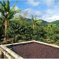 Sumatra Mandheling Tekengon
