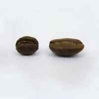 Kenya Peaberry