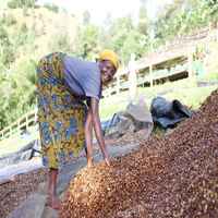 Burundi Mutambu Hill Lot 32 Anaerobic Experimental