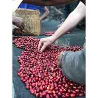 Timor Leste Samoro