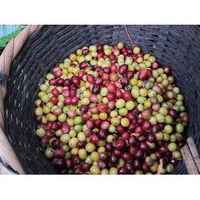 Nicaragua Ojo de Agua Single Origin Coffee Beans | Washed Process