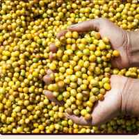 Brazilian Yellow Catuai