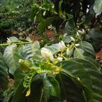Kenya AA