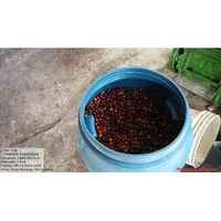 Peru - San Antonio- Single Origin Coffee Beans | Natural Process