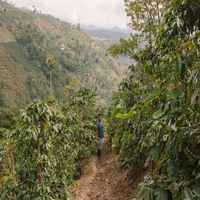 Finca El Guamal