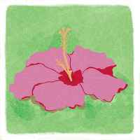 Ivan Sebay | Washed Pink Bourbon