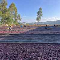 Ethiopia Bette Buna Sundried Natural
