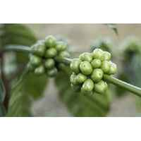 Sumatra Lingtong